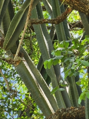 Cereus hildmannianus