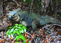 Grand Cayman Blue Iguana photo 2
