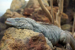 Grand Cayman Blue Iguana photo 5