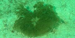 Cassiopea frondosa