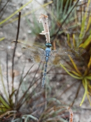 Trithemis stictica
