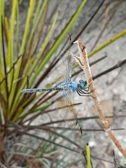 Trithemis stictica