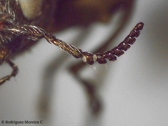 Chrysobothris acutipennis