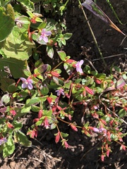 Arthrostemma ciliatum