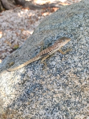 Anolis lineatus