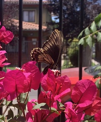 Battus polydamas