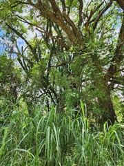 Cereus hildmannianus