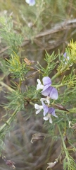 Psoralea