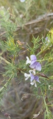 Psoralea