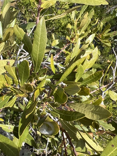 wax myrtle (Morella cerifera)