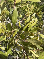 Southern Wax Myrtle (Myrica cerifera)
