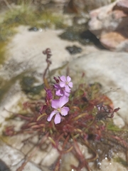 Drosera capensis