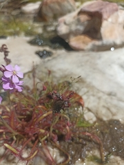 Drosera capensis
