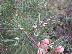 Hakea decurrens physocarpa