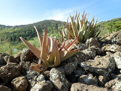 Aloe vera