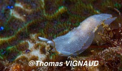 Nudipleura
