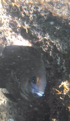 Stegastes