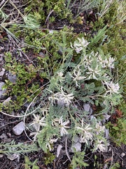 Astragalus crassicarpus