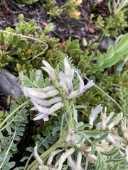 Astragalus crassicarpus