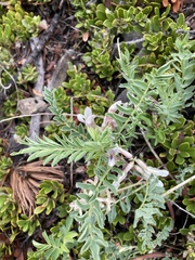 Astragalus crassicarpus