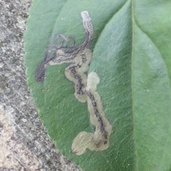 Stigmella rhamnicola