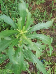 Erigeron bonariensis