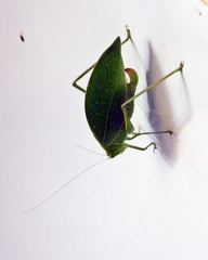 Phylloptera
