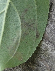 Stigmella rhamnicola