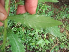 Erigeron bonariensis