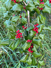 Ilex cornuta