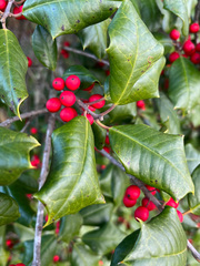 Ilex cornuta
