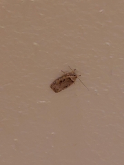 Agonopterix ocellana