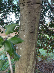 Ilex cornuta