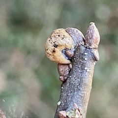 Kermesidae