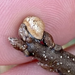 Kermesidae