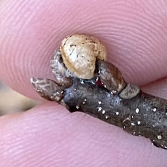 Kermesidae