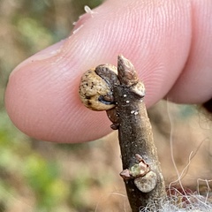 Kermesidae