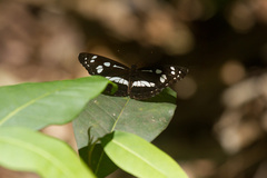 Phaedyma shepherdi
