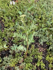 Hedysarum sulphurescens