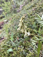 Hedysarum sulphurescens