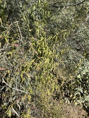 Funastrum heterophyllum