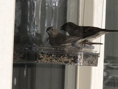 Passer domesticus