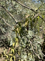 Funastrum heterophyllum