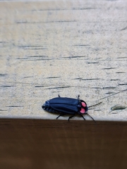 Pyractonema