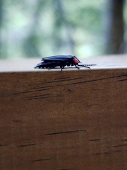 Pyractonema