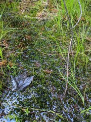 Calliergonella cuspidata