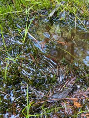 Calliergonella cuspidata