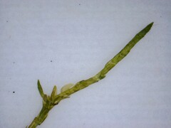 Calliergonella cuspidata