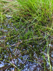 Calliergonella cuspidata