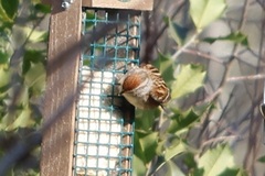 Spizelloides arborea